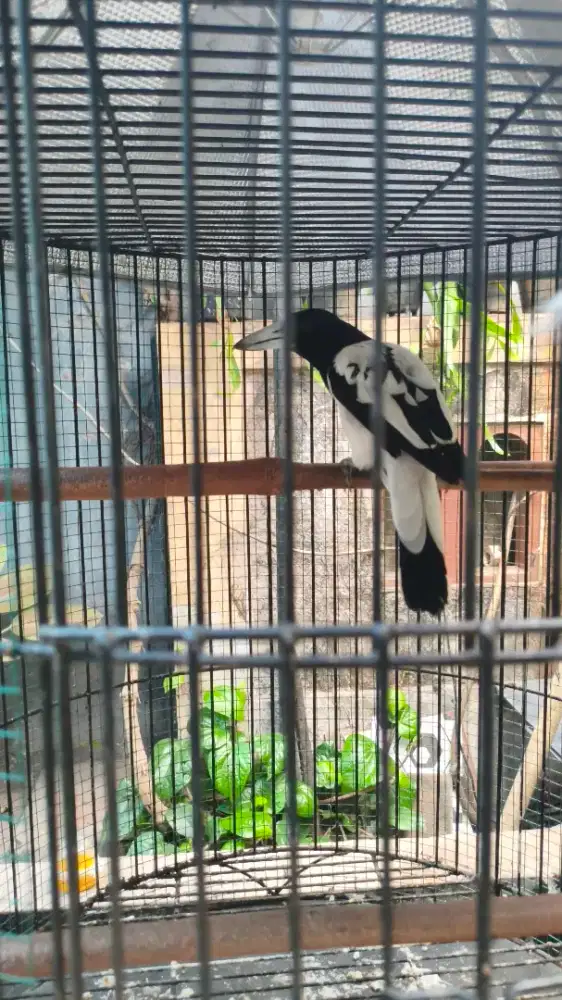 BURUNG JAGAL PAPUA GACOR