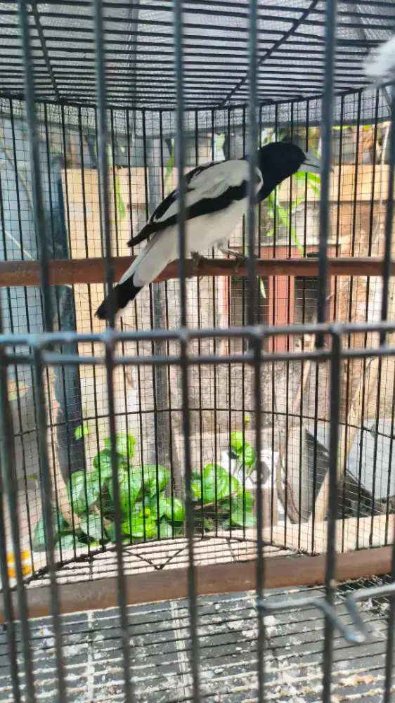 JUAL BURUNG JAGAL PAPUA GACOR