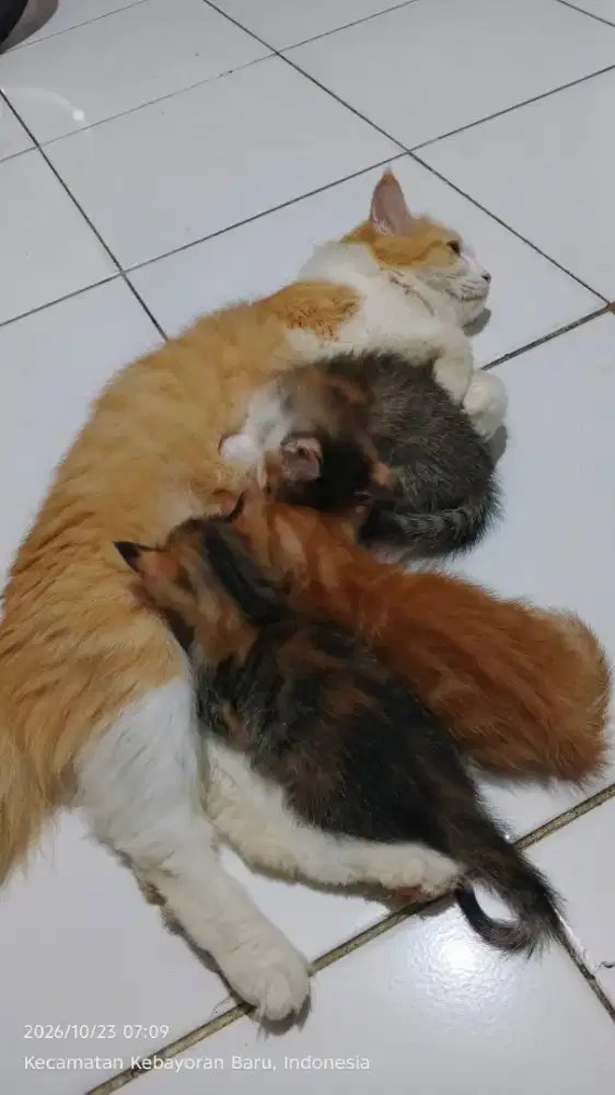 Kitten Persia Mixdome 1 bulan murah