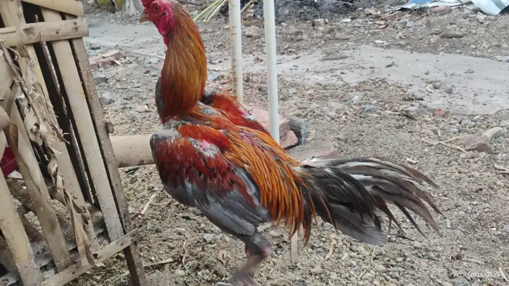 Ayam Kampung  / Jantan / Benita / anakan