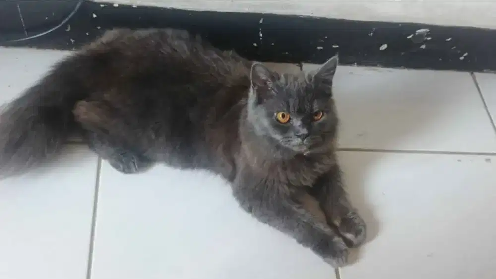 Kucing British Long Hair Jantan