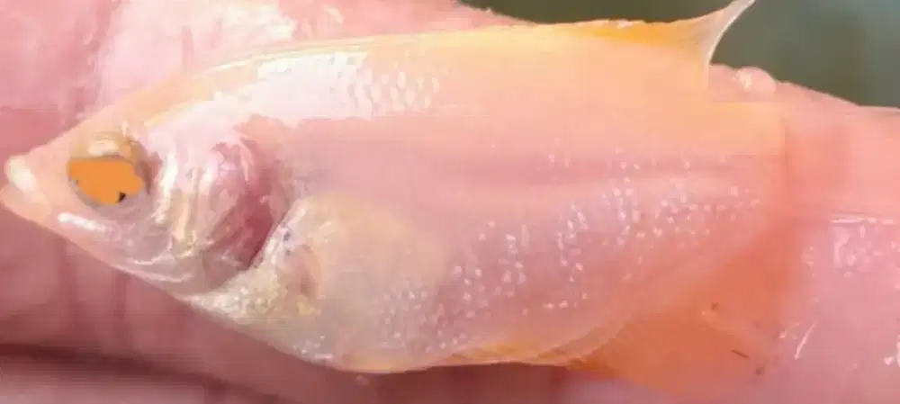 Jual benih ikan gurame