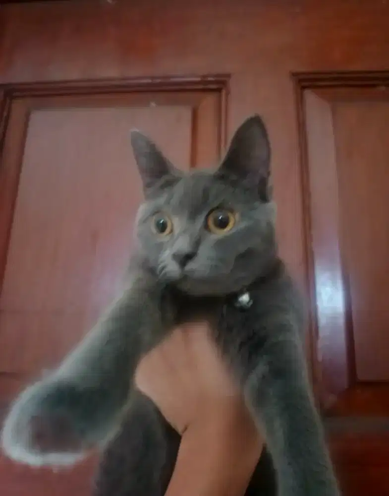 Kucing British Long Hair Betina