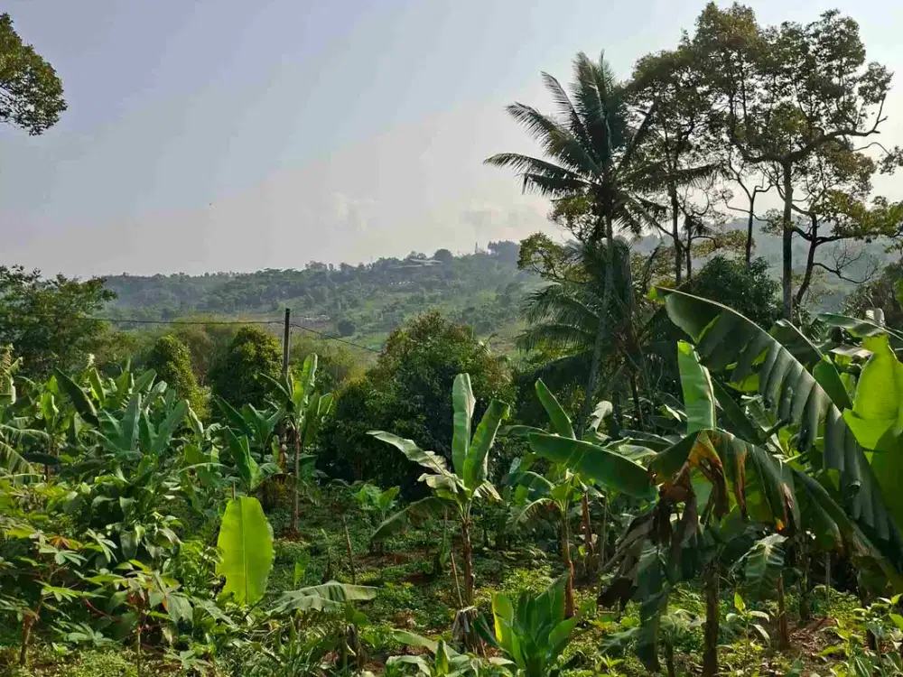 Di jual tanah Datat .sudah di tanami pohon manggis Durian Rambutan petay .yang setiap musim slalu berbuah