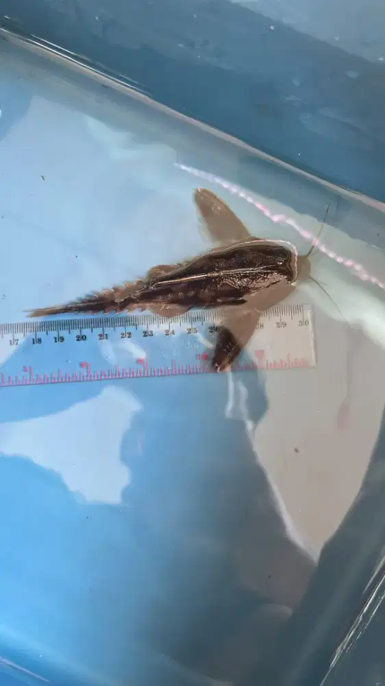 Megalodoras Irwinii