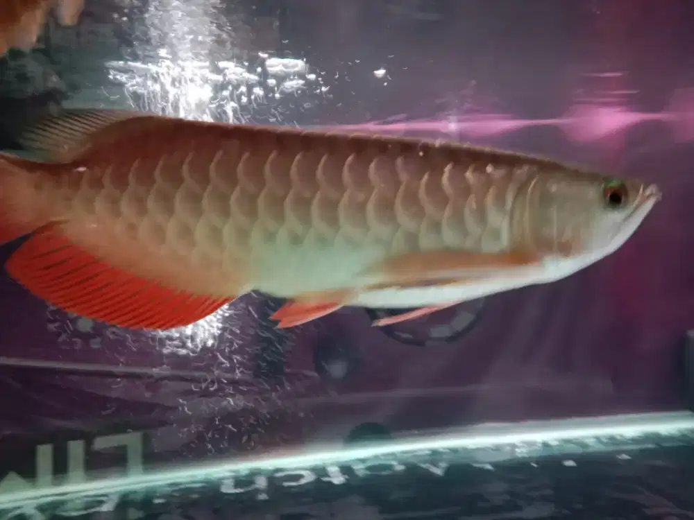 Ikan Arwana Golden Red