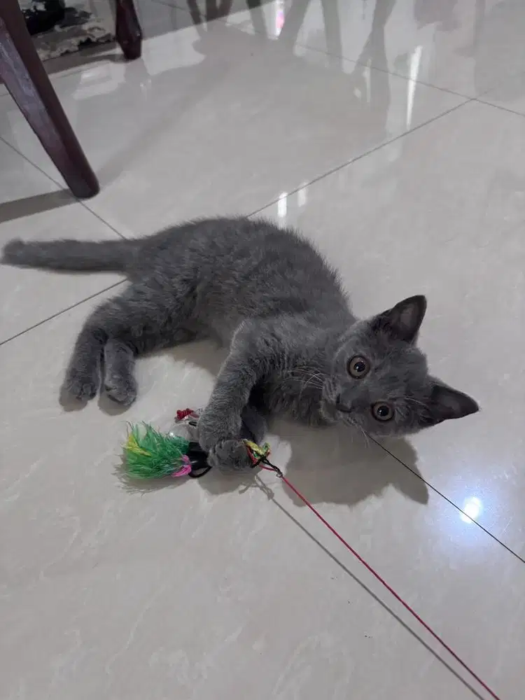 BSH kitten 4 bulan