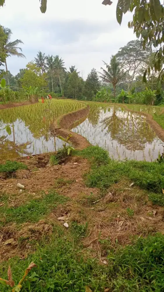 HARGA GLOBAL LAHAN PRODUKTIF ZONA KUNING