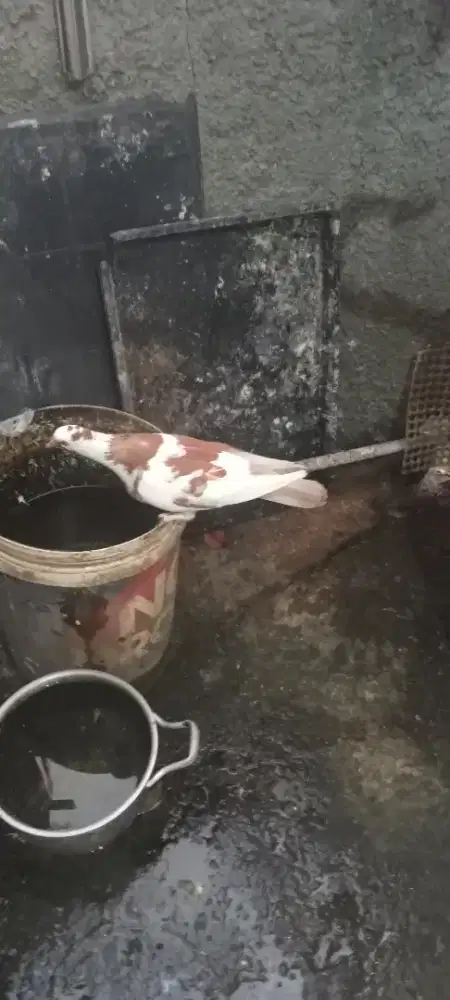 Burung dara blantong bawa anak