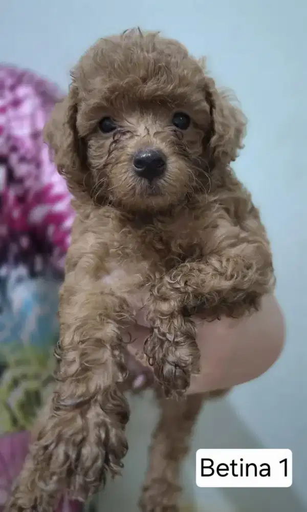 Anak Anjing Poodle