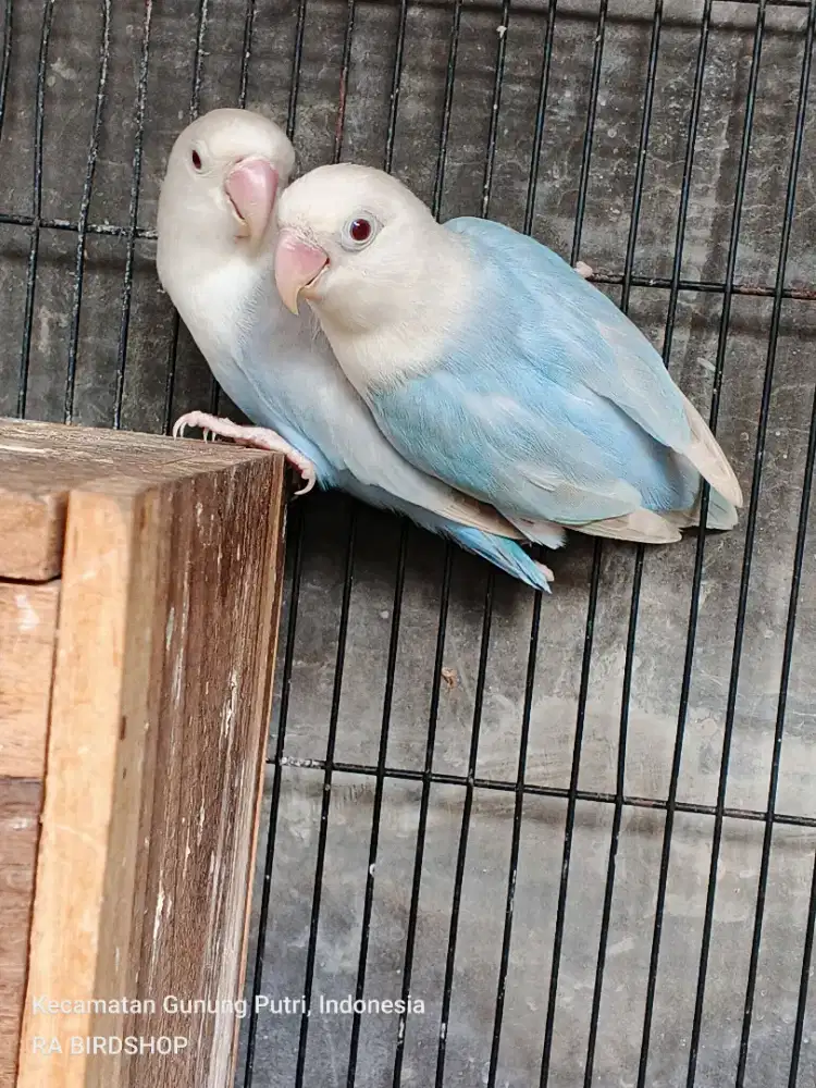 Sepasang Lovebird