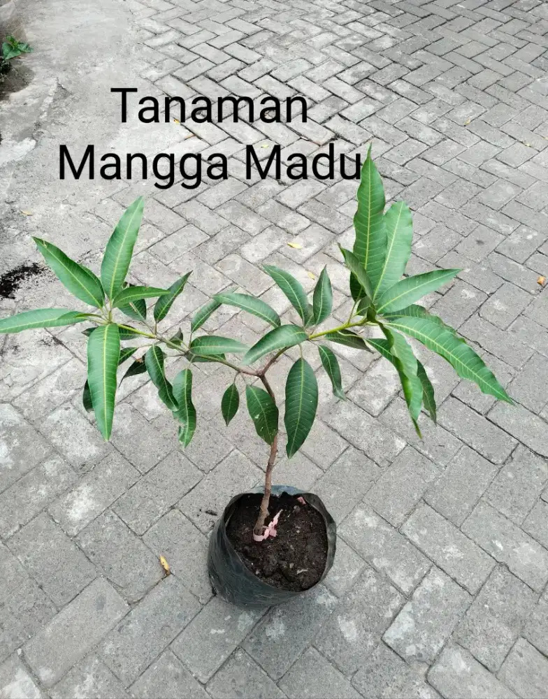Tanaman Buah Mangga Madu