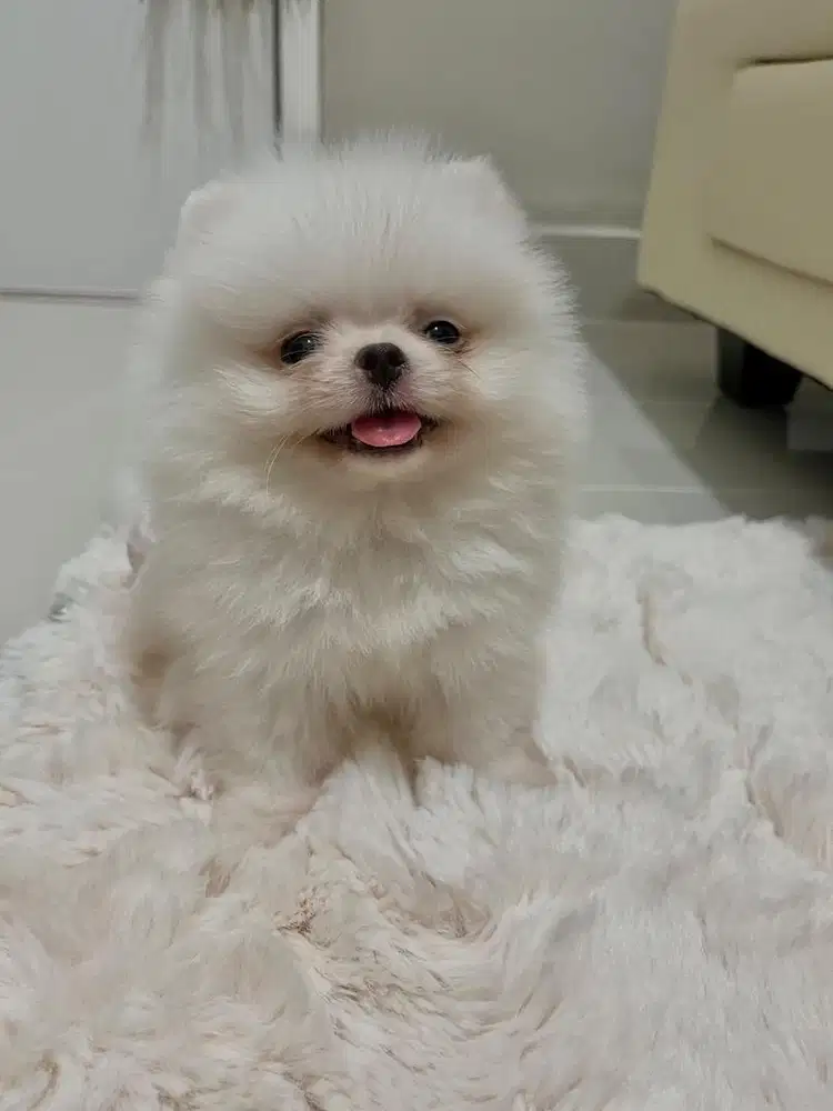 OPEN ADOPT ANJING SUPER MINI POM SNOW WHITE