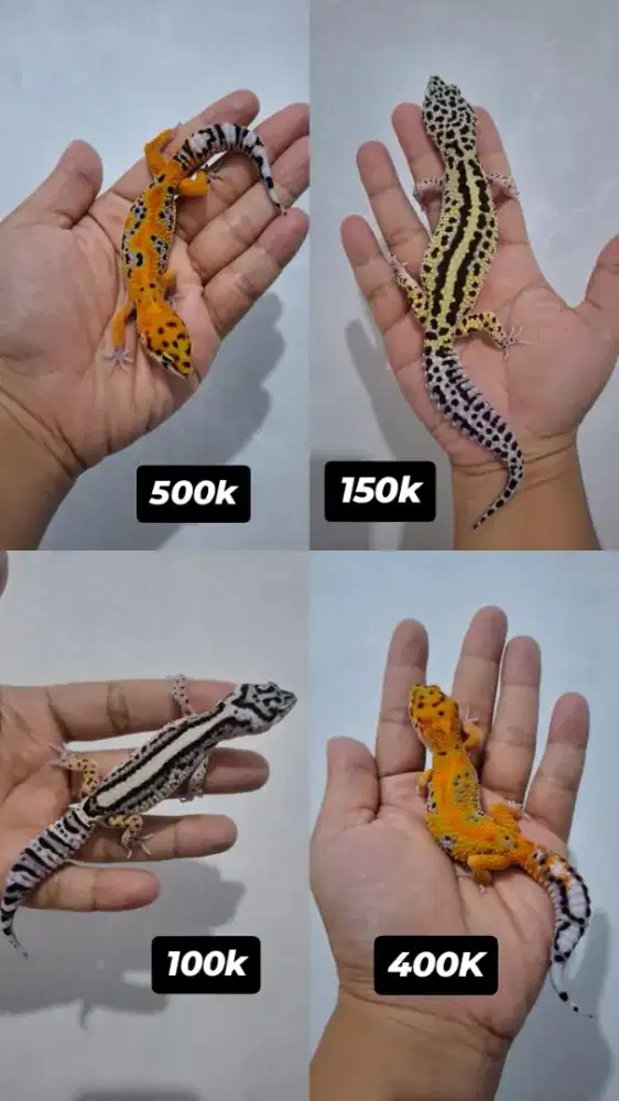 Leopard Gecko Morph Premium Murce