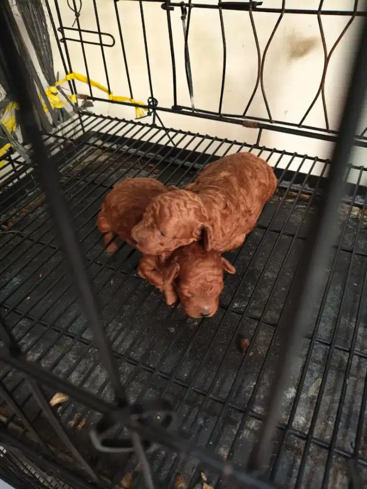 Red Toy Poodle Jtn Btn