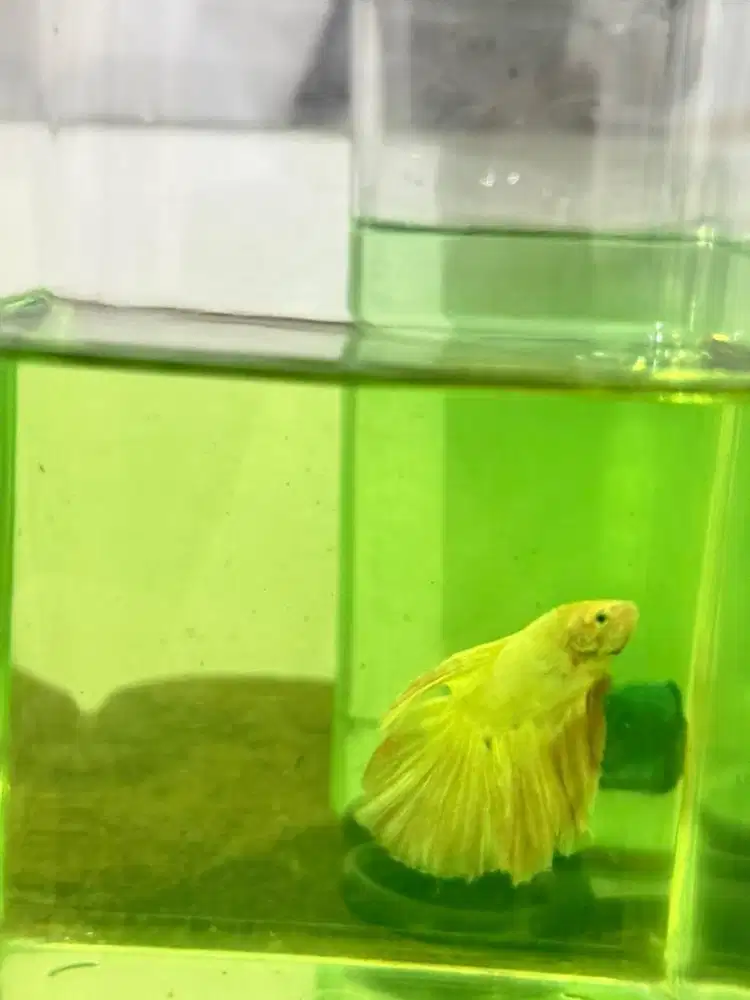 Ikan cupang  keren
