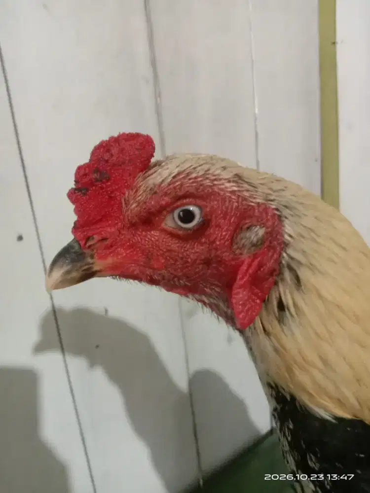 Ayam siam bk manggon