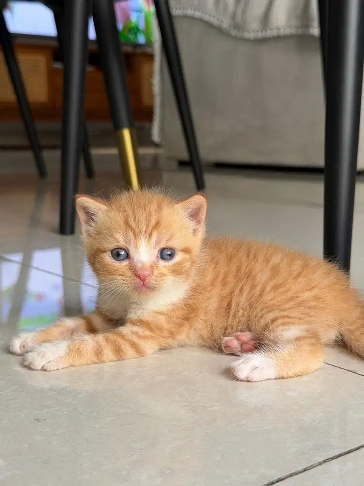 KUCING BSH KITTEN