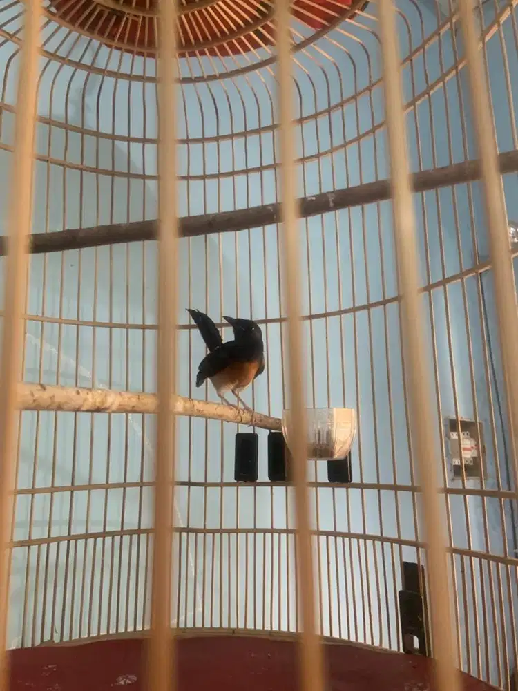 Burung murai batu betina fullset kandang dan krodong