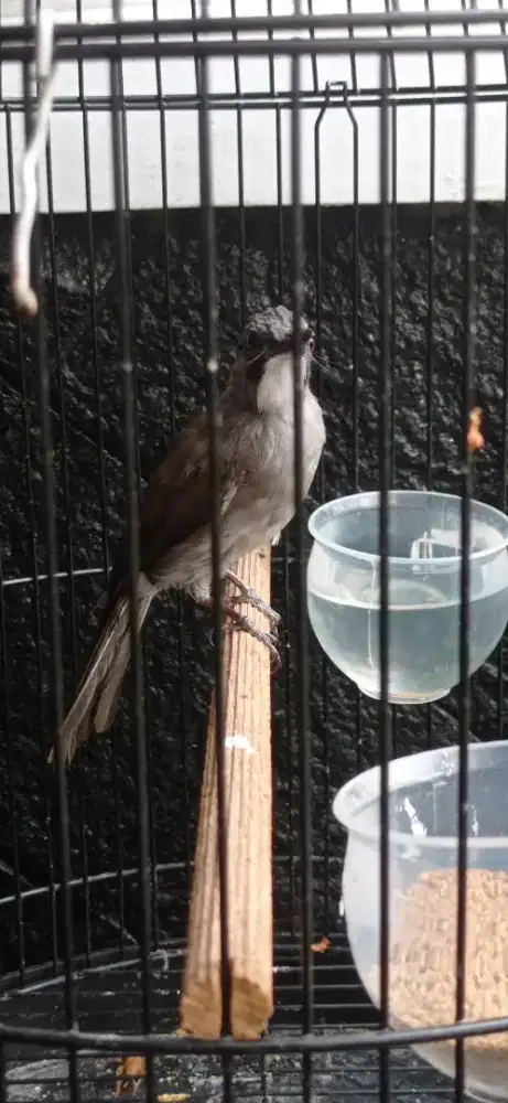Burung Berinji Kelabu