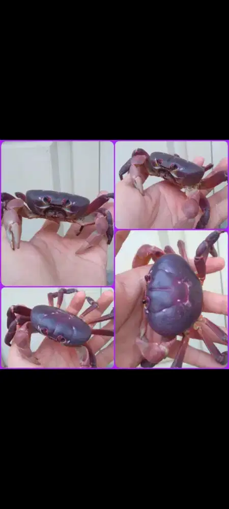 Kepiting / kura kura / ikan