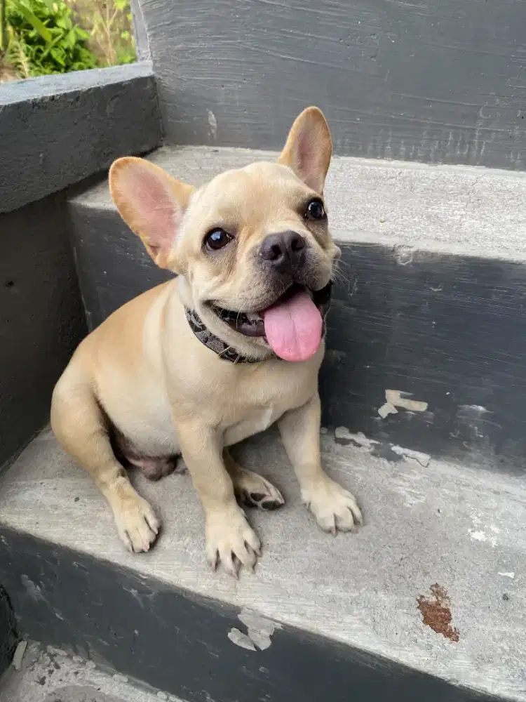 French bulldog 4bln jantan warna cream