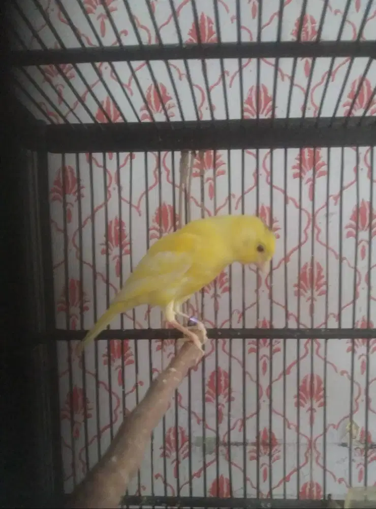Anakan kenari jantan