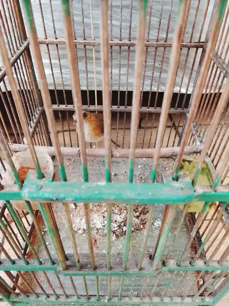 Jual burung planduk bukit