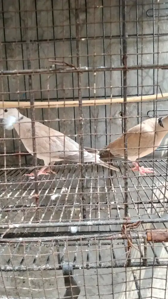 Jual burung puter biasa