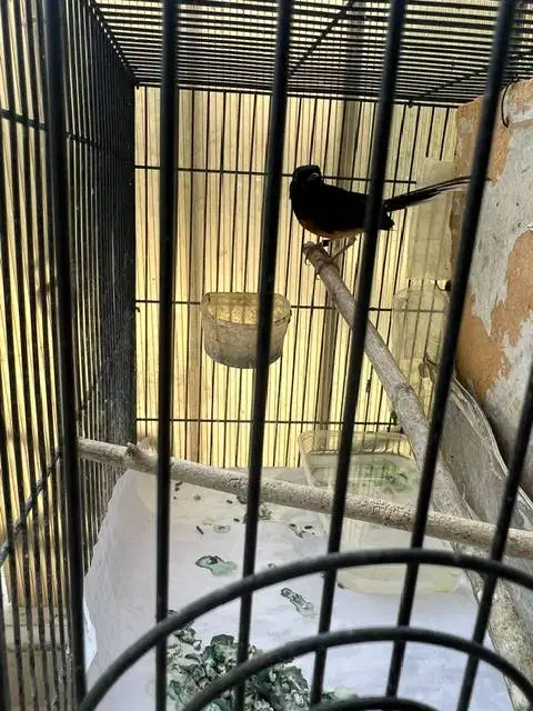 Burung Murai MH jantan pastol ada minus