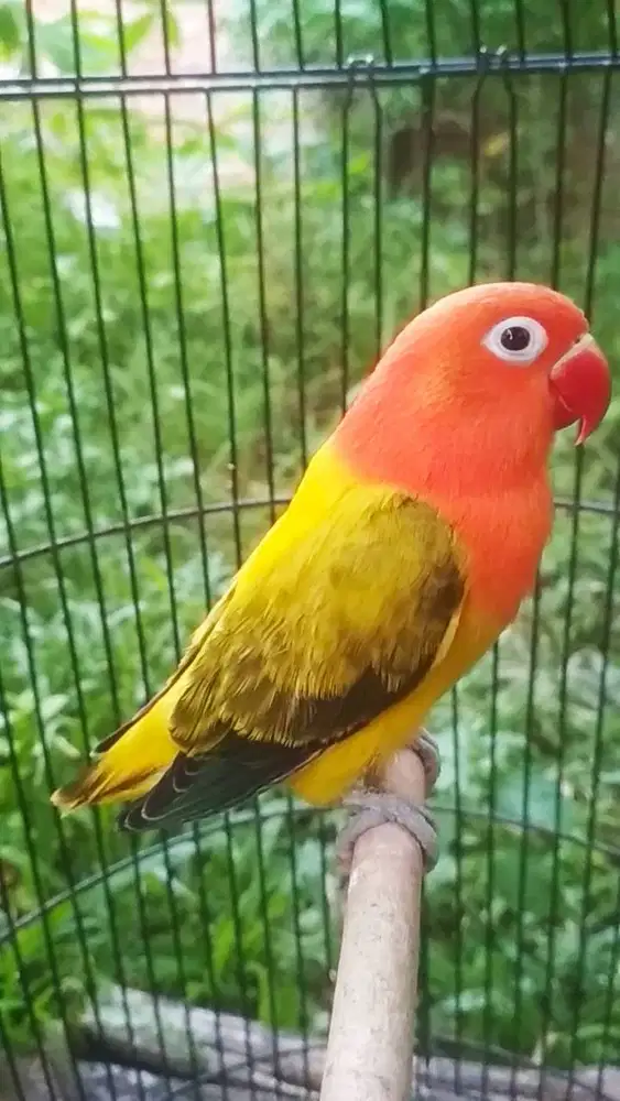 Lb biola euwing gold