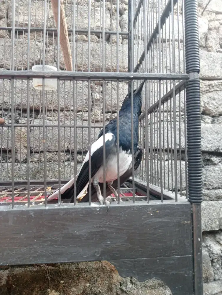 Kacer gacor jinak