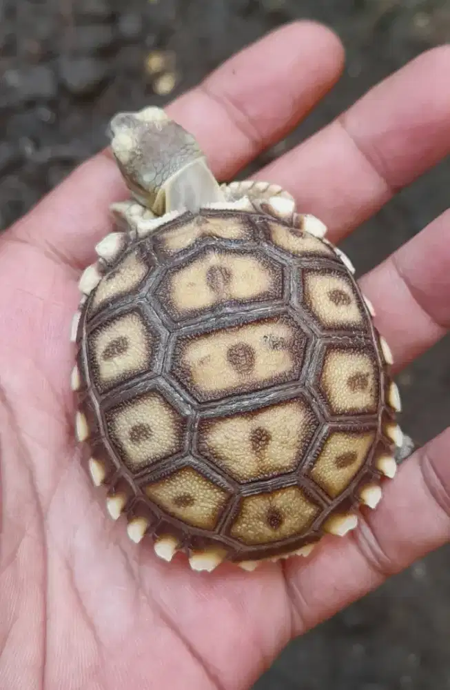 Sulcata anakan lucu imut
