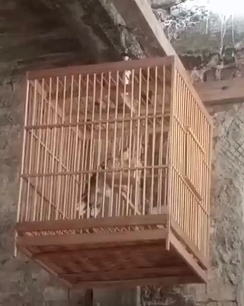 Burung Wambi Jantan Bunyi