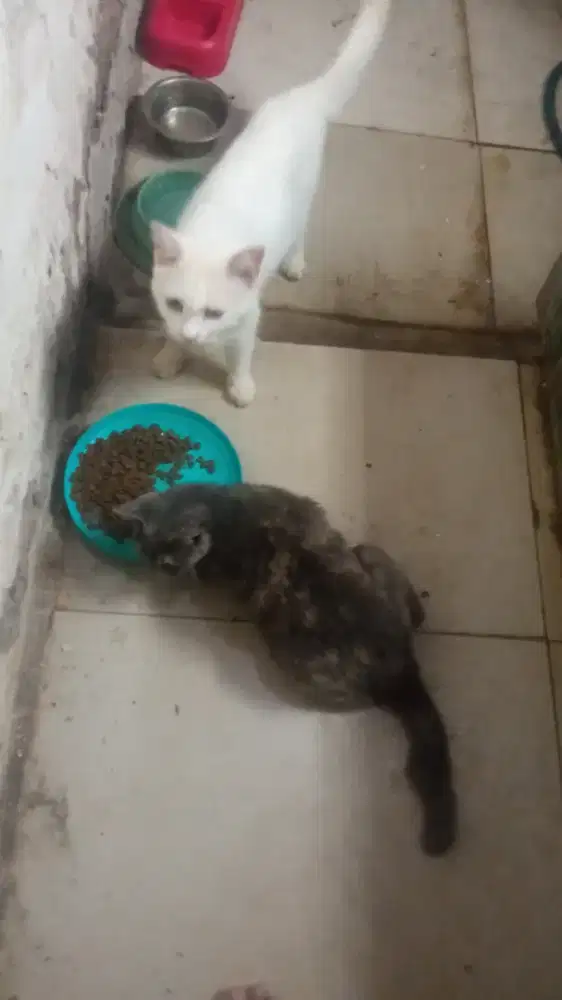 British shorthair sepasang