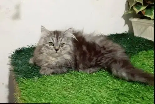 Persia mix maincoon jantan dan betina