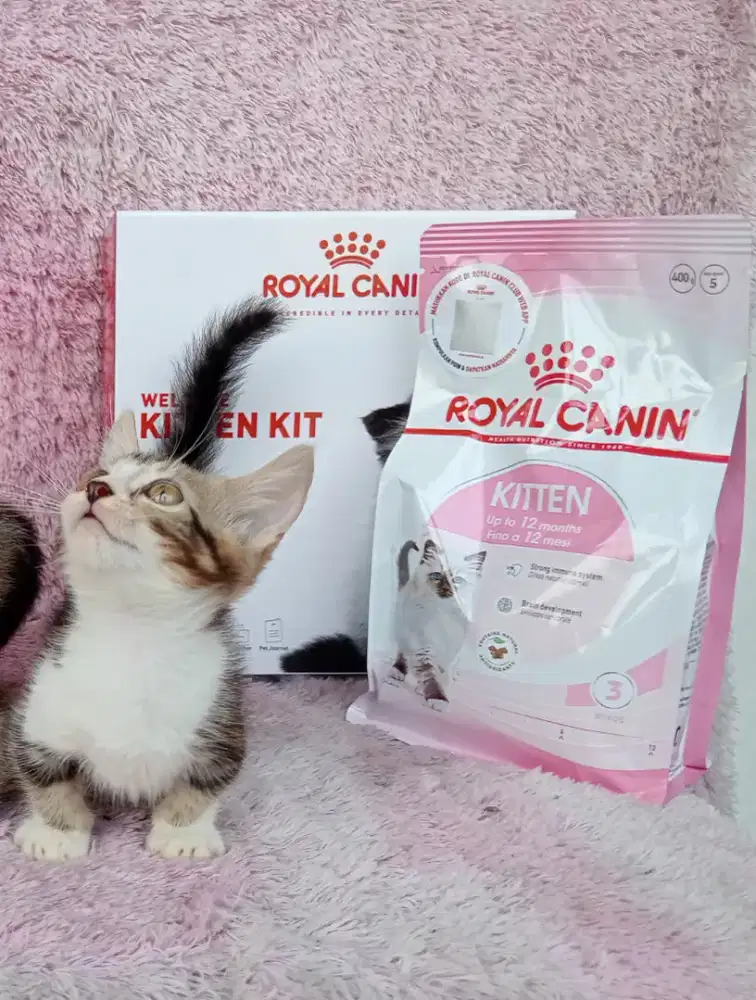 Kucing munchkin/3 bulan/Betina