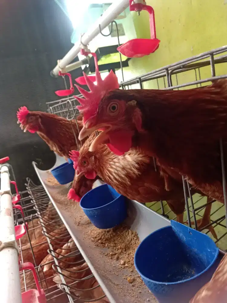 Ayam petelur 10 ekor. Usia 22 minggu