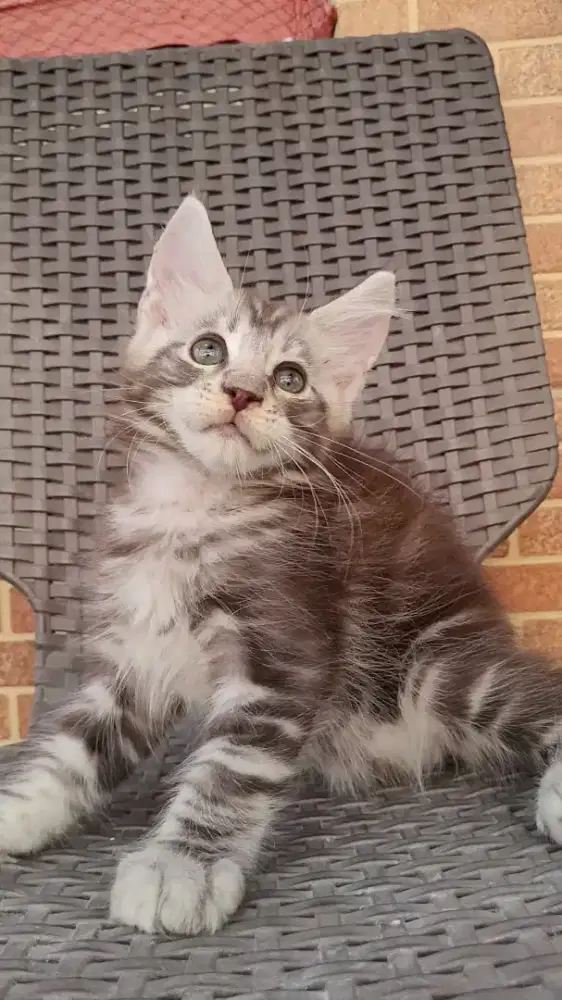 Mainecoon Jantan