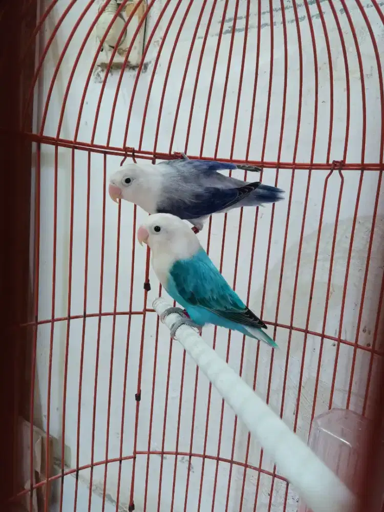 Lovebird love bird Biola