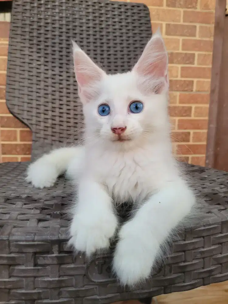 Mainecoon Betina