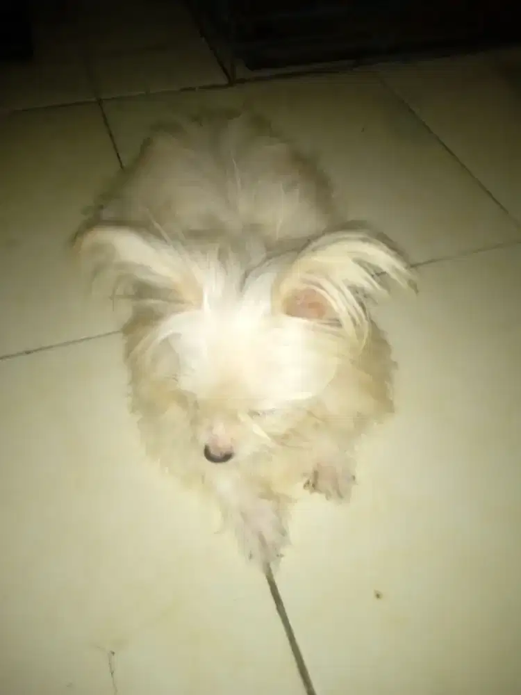 Dijual anjing shitshu kondisi baik cm kurng ke urus