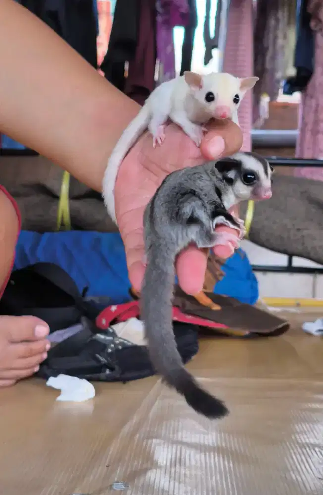 Sugar glider jinak lucu murah