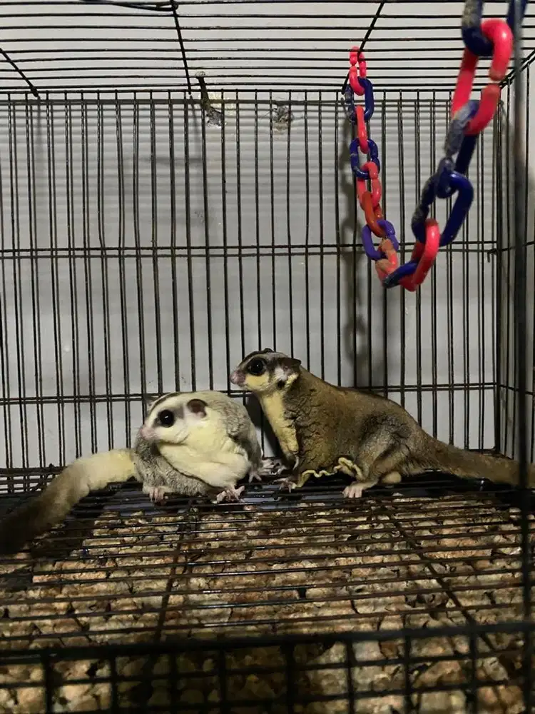 sugar glider obes