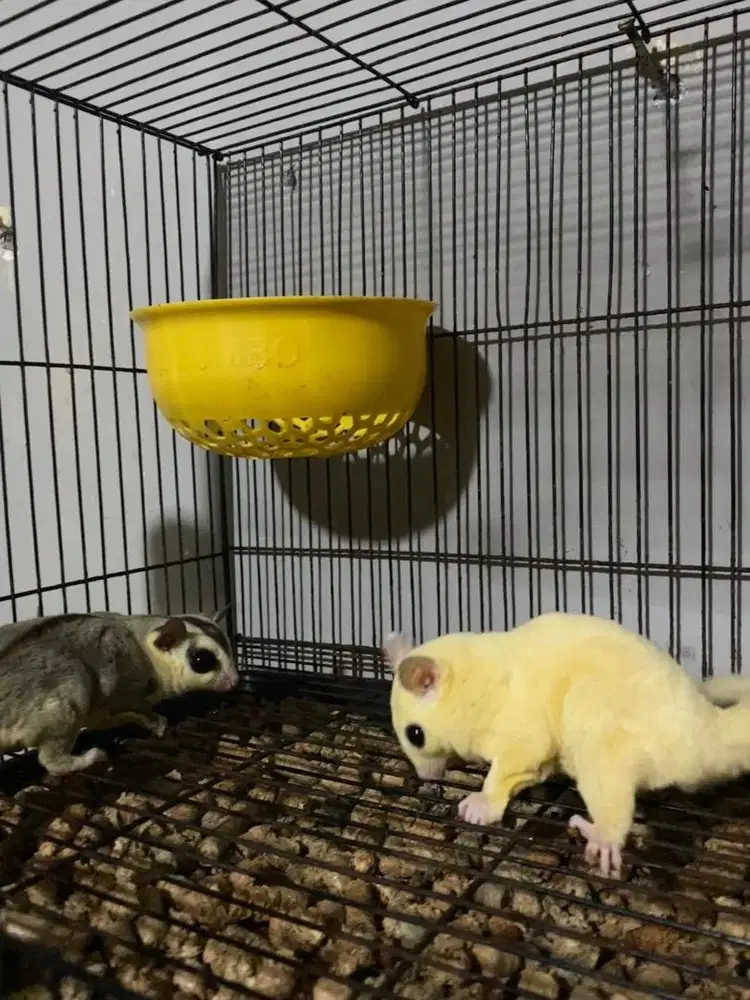 sugar glider sepasang