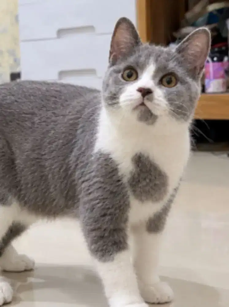 British shorthair bsh jantan 4 bulan