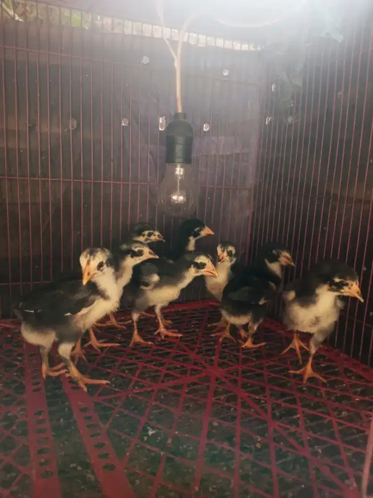Anak ayam pakhoy/brakot
