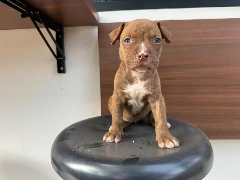 Pitbull APTB Ras Asli