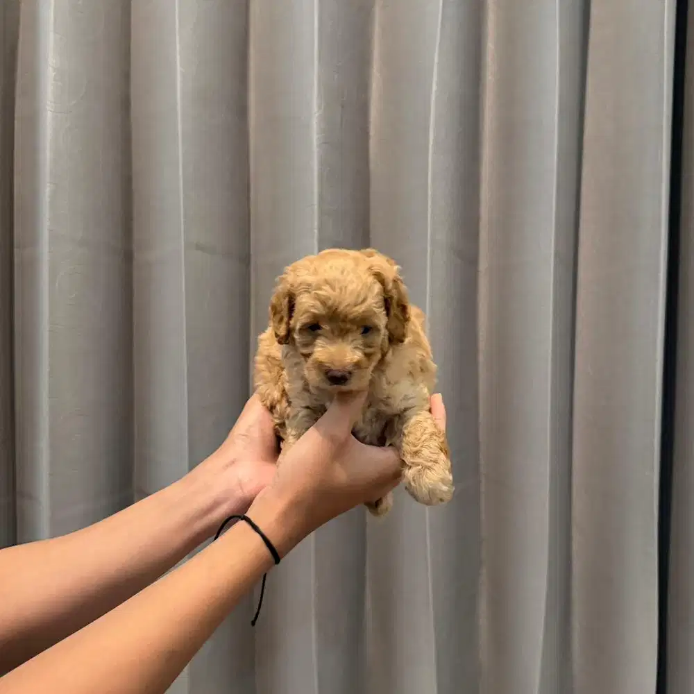 puppy toy poodle betina