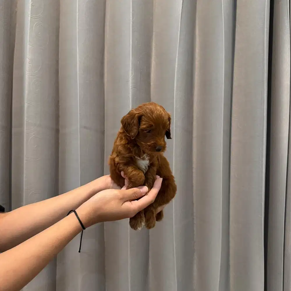 puppy toy poodle jantan